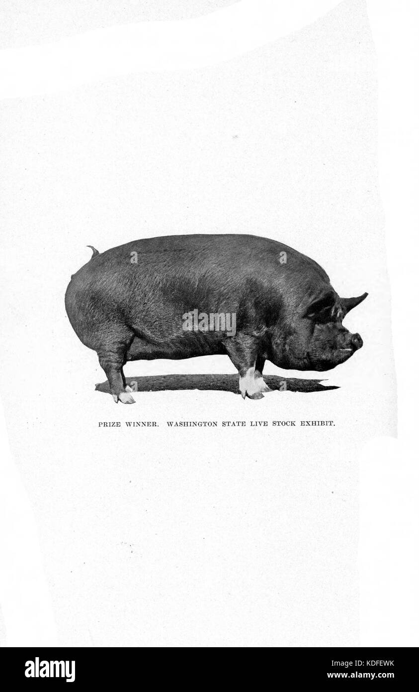 Un rapporto della Alaska-Yukon-Pacific Exposition Commission che descrive gli eventi e i progressi dell'esposizione del 1909 a Washington. Foto Stock