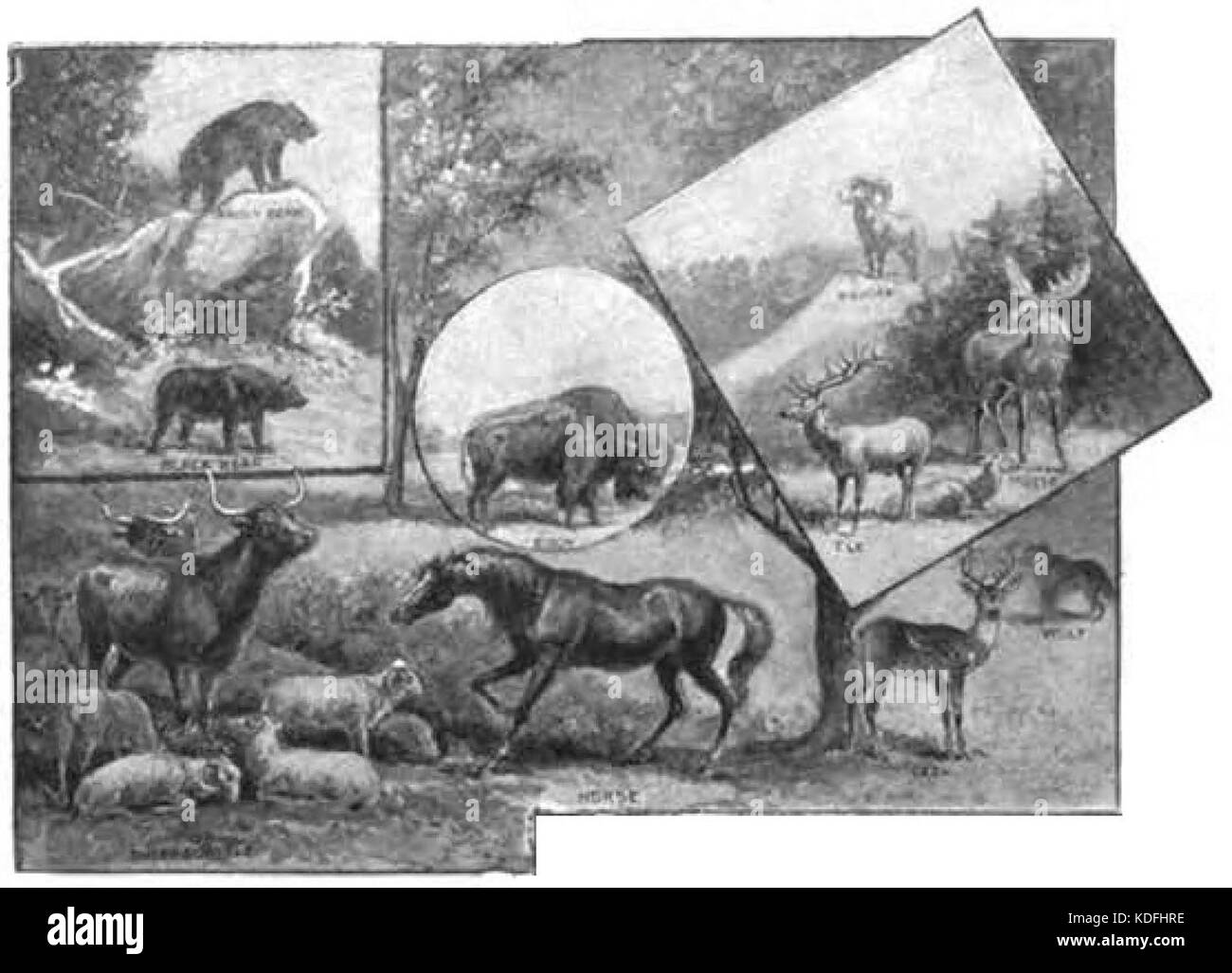 Maury Geografia 020B animali temperate Foto Stock