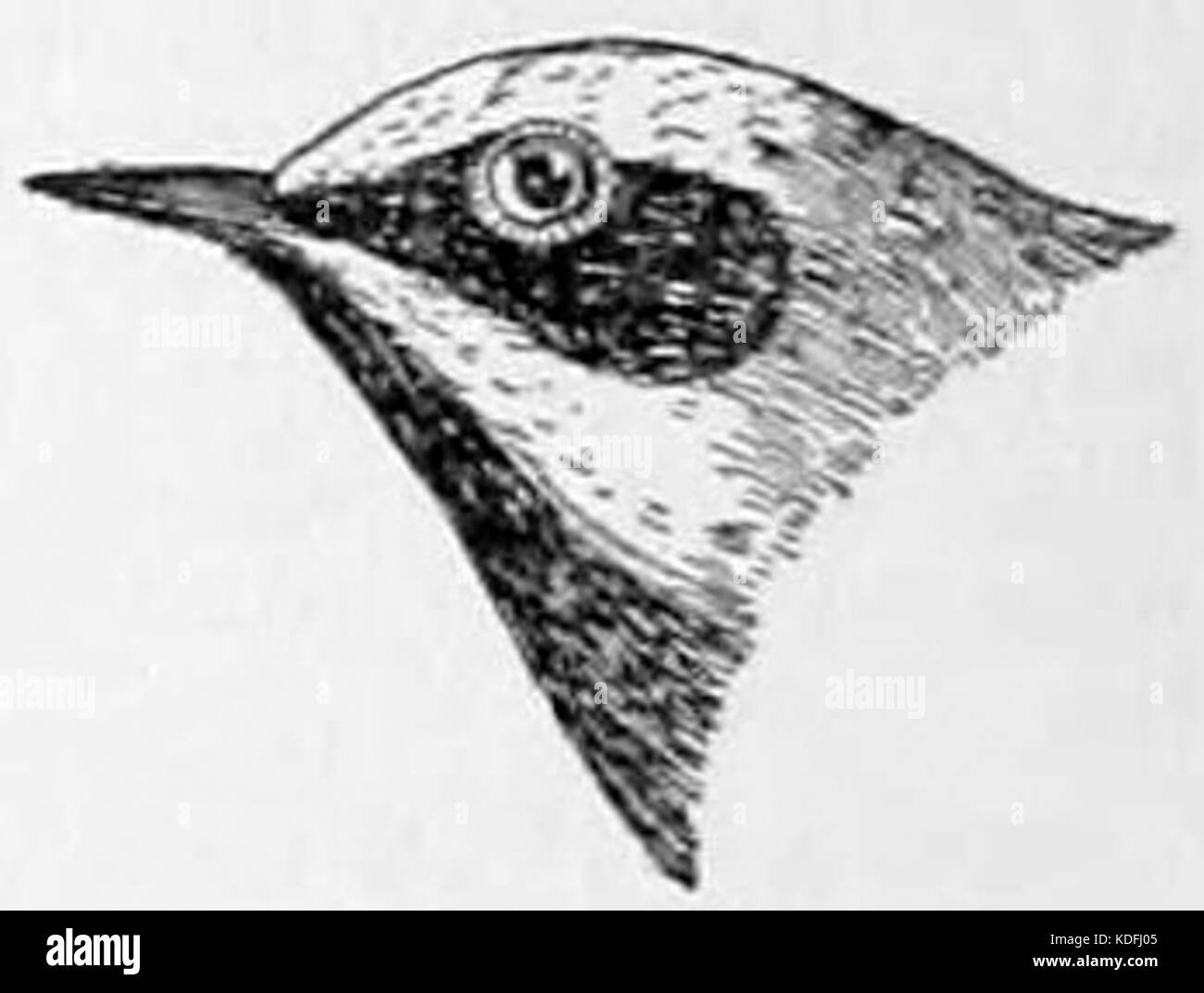 NIE 1905 Palude Trillo Goldenwing Foto Stock