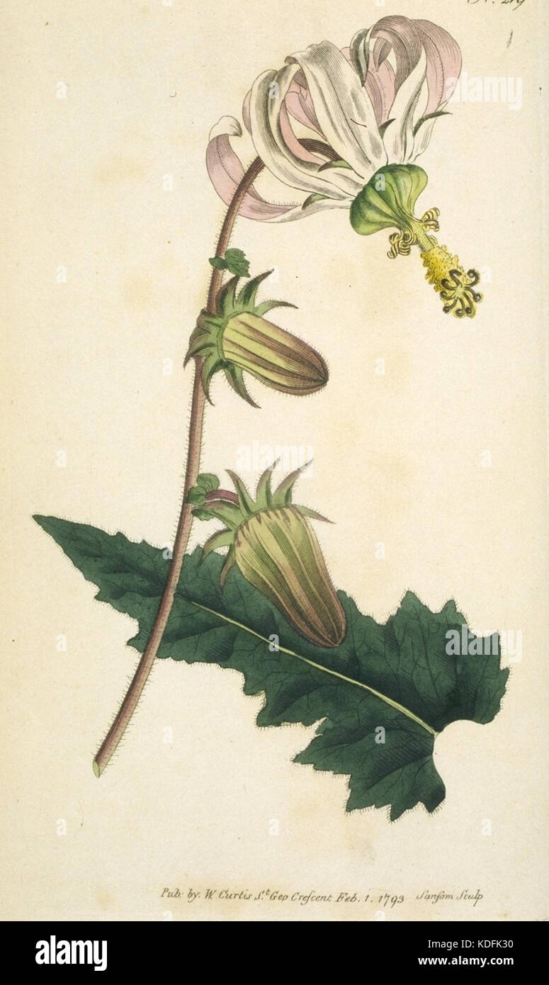 Questa immagine mostra la piastra n. 219, un'illustrazione o un'incisione dettagliata, probabilmente tratta da una raccolta storica o da un'opera di riferimento. Presenta elementi precisi come il design e la cura artigianale, generalmente utilizzati per scopi accademici o di archivio. Foto Stock