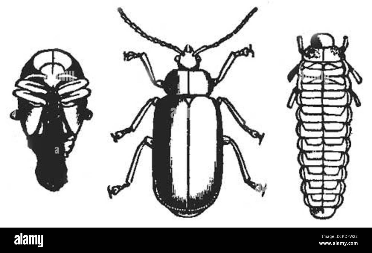 Questa immagine mostra un coleottero foglia, un tipo comune di insetto noto per il suo aspetto distinto e ruolo negli ecosistemi. I coleotteri a foglia sono erbivori importanti in molti ambienti e contribuiscono alla gestione dell'impianto. Foto Stock