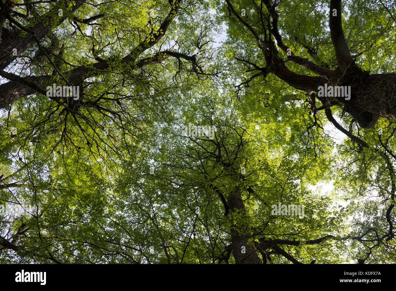Nothofagus albero canopy a gray lago trail, Torres del Paine, Cile Foto Stock