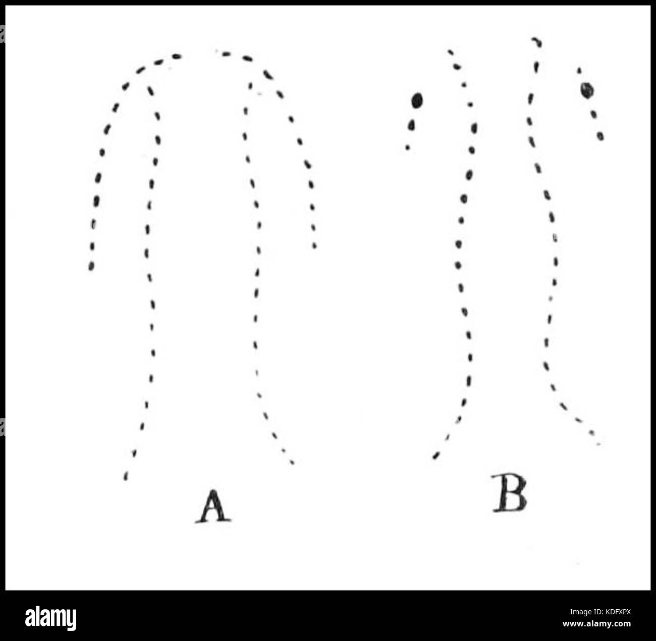 PSM V42 D505 forme di morsi di serpente Foto Stock