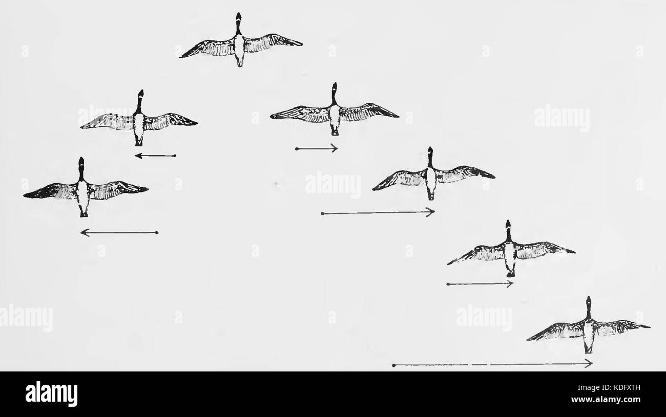 PSM V84 D217 2 floccaggio abitudine di uccelli migratori fig5 Foto Stock