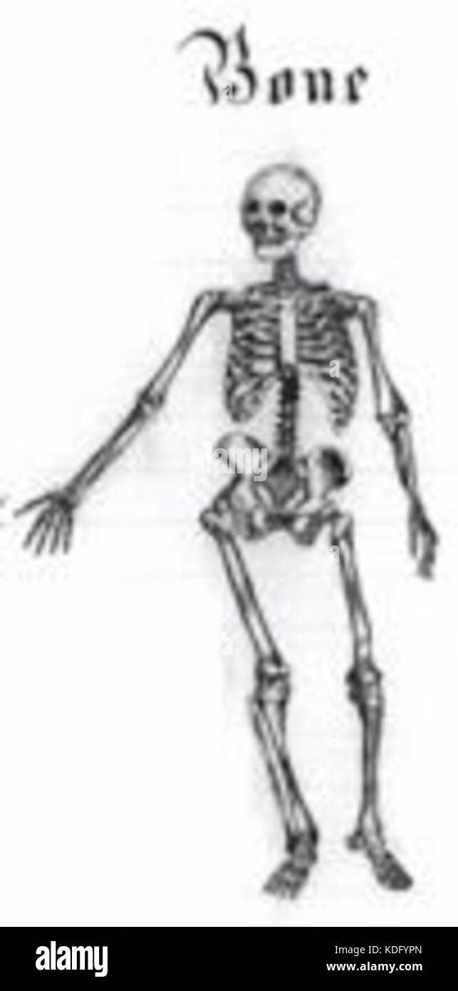 Dettaglio Skeletonbydorland Foto Stock
