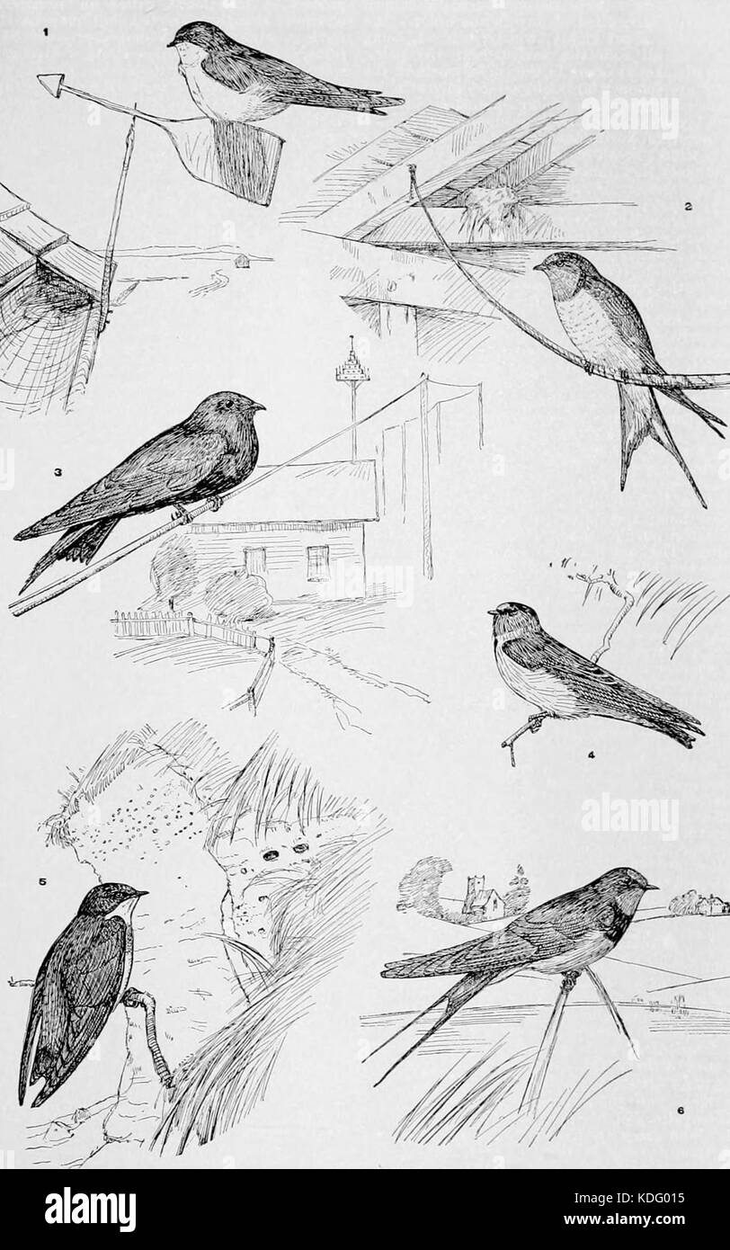 NIE 1905 Swallow familiarità rondini Foto Stock