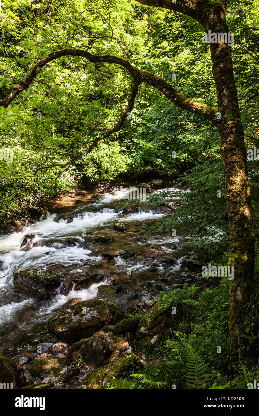 Il fiume Lyn (Est) lungo il percorso verso Watersmeet vicino Lynmouth, North Devon, Inghilterra, Regno Unito Foto Stock