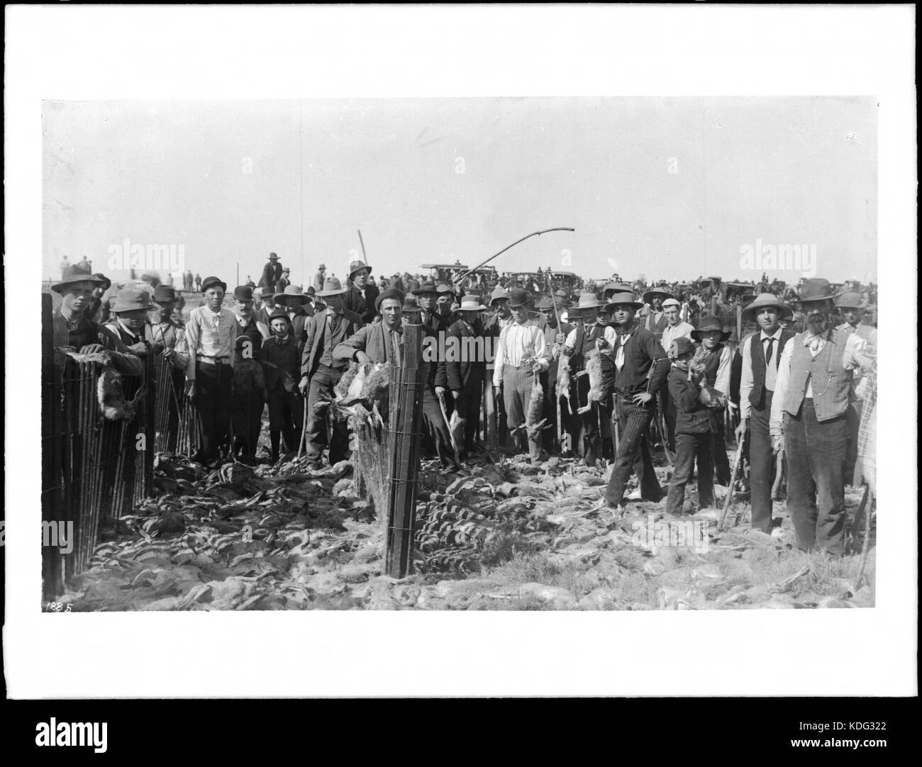 Centinaia di morti jackrabbits dopo la trasmissione di coniglio, Antelope Valley, ca.1900 (CHS 1885) Foto Stock