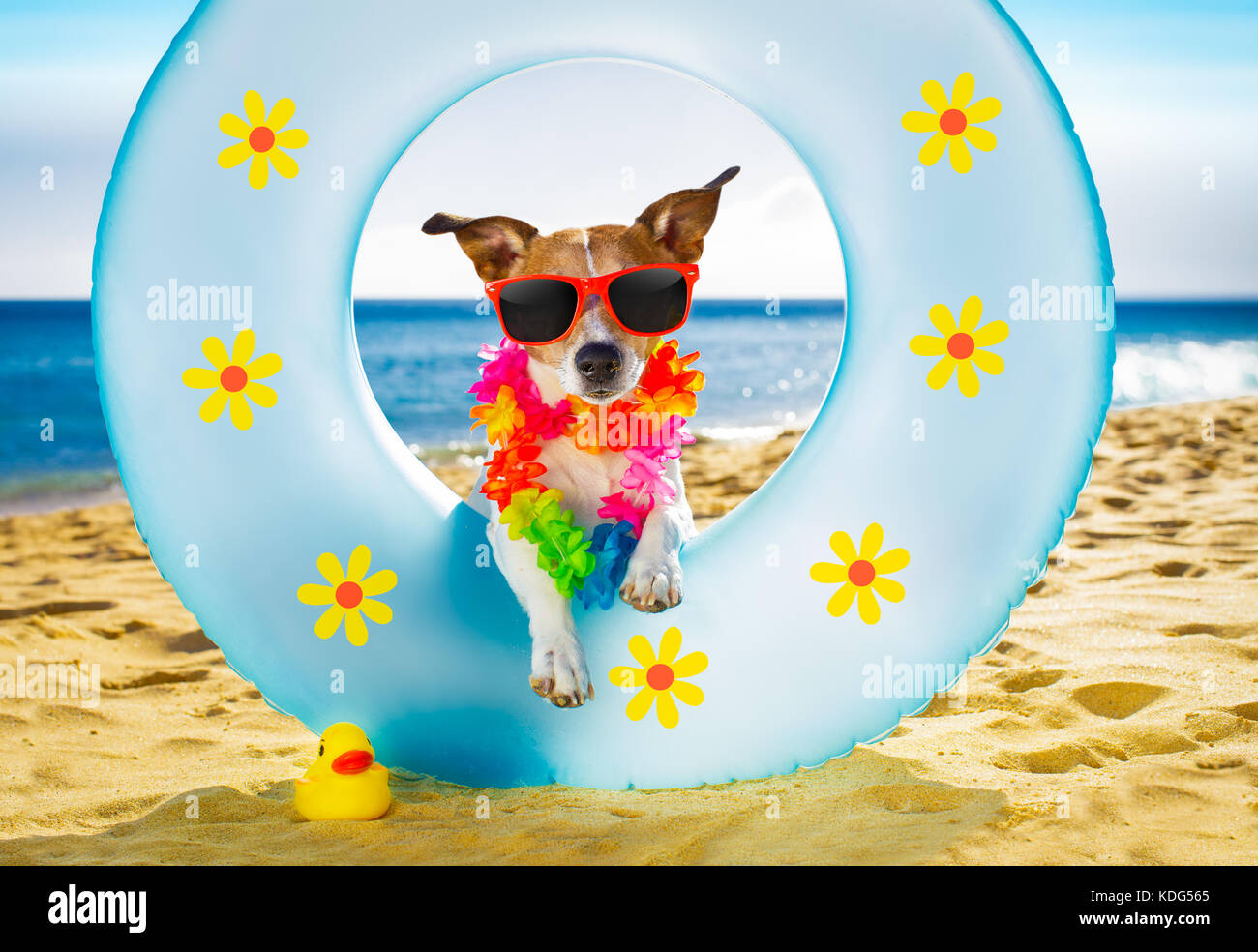 Jack Russel cane di distensione e di riposo su un materasso ad aria o anello di nuotare in spiaggia ocean shore, le vacanze estive Vacanze Foto Stock