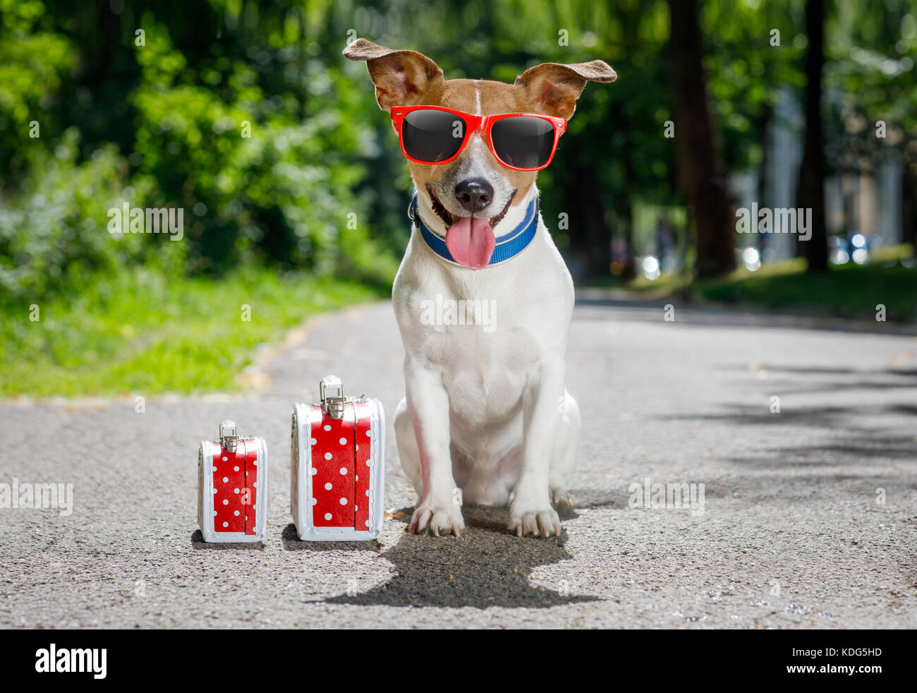 Perso e senzatetto jack russell cane abbandonati per strada in attesa di essere adottata, bagagli e borse Foto Stock