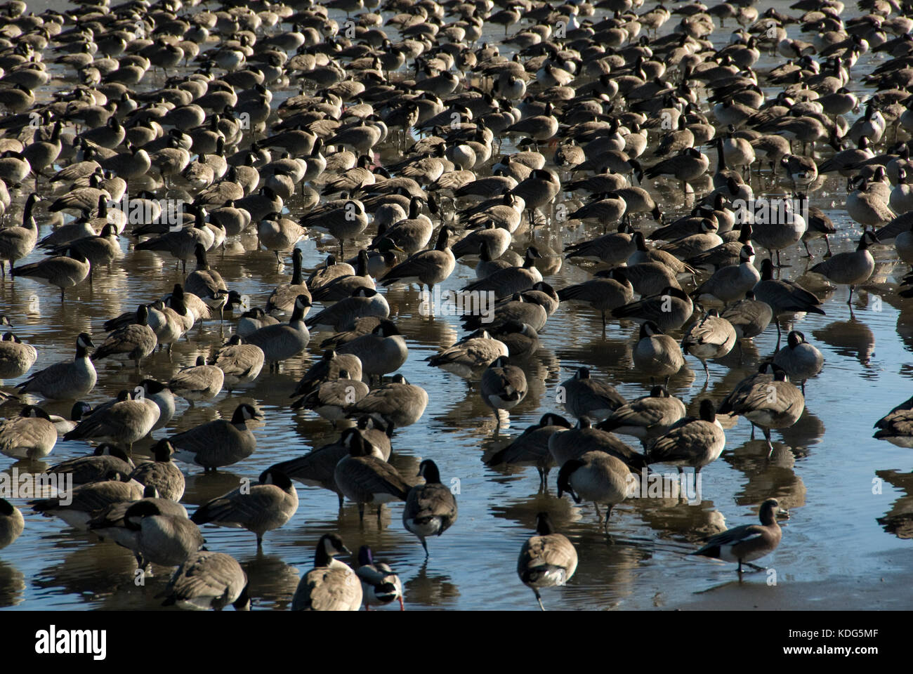 Stormo di oche del Canada in appoggio sul parzialmente LAGO GHIACCIATO IN TEXAS Foto Stock