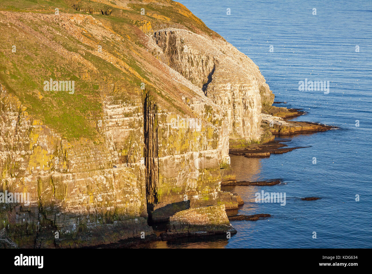 Cliff e migliaia di gannet settentrionali nidificanti presso la remota riserva ecologica di Cape St. Mary a Terranova, Canada Foto Stock