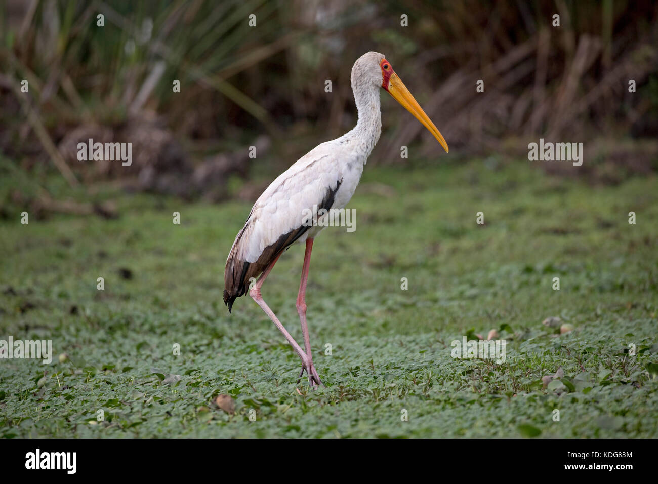 Giallo-fatturati stork ibis ibis Lake Naivasha kenya Foto Stock