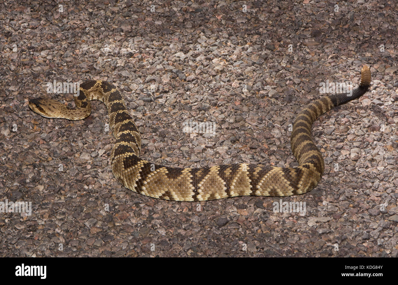 Western black-tailed rattlesnake (crotalus molossus) da cochise county, Arizona, Stati Uniti. Foto Stock