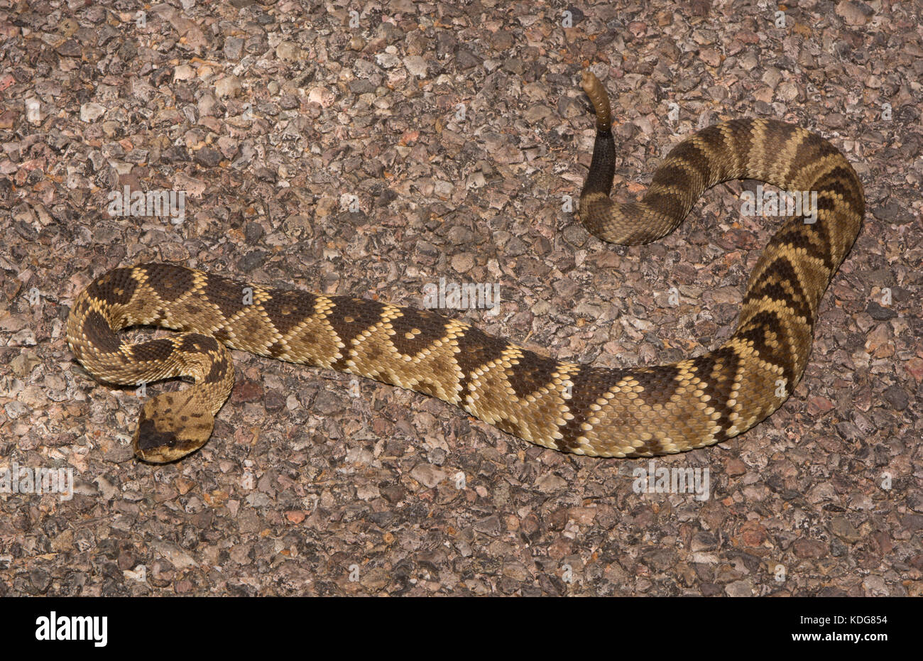 Western black-tailed rattlesnake (crotalus molossus) da cochise county, Arizona, Stati Uniti. Foto Stock