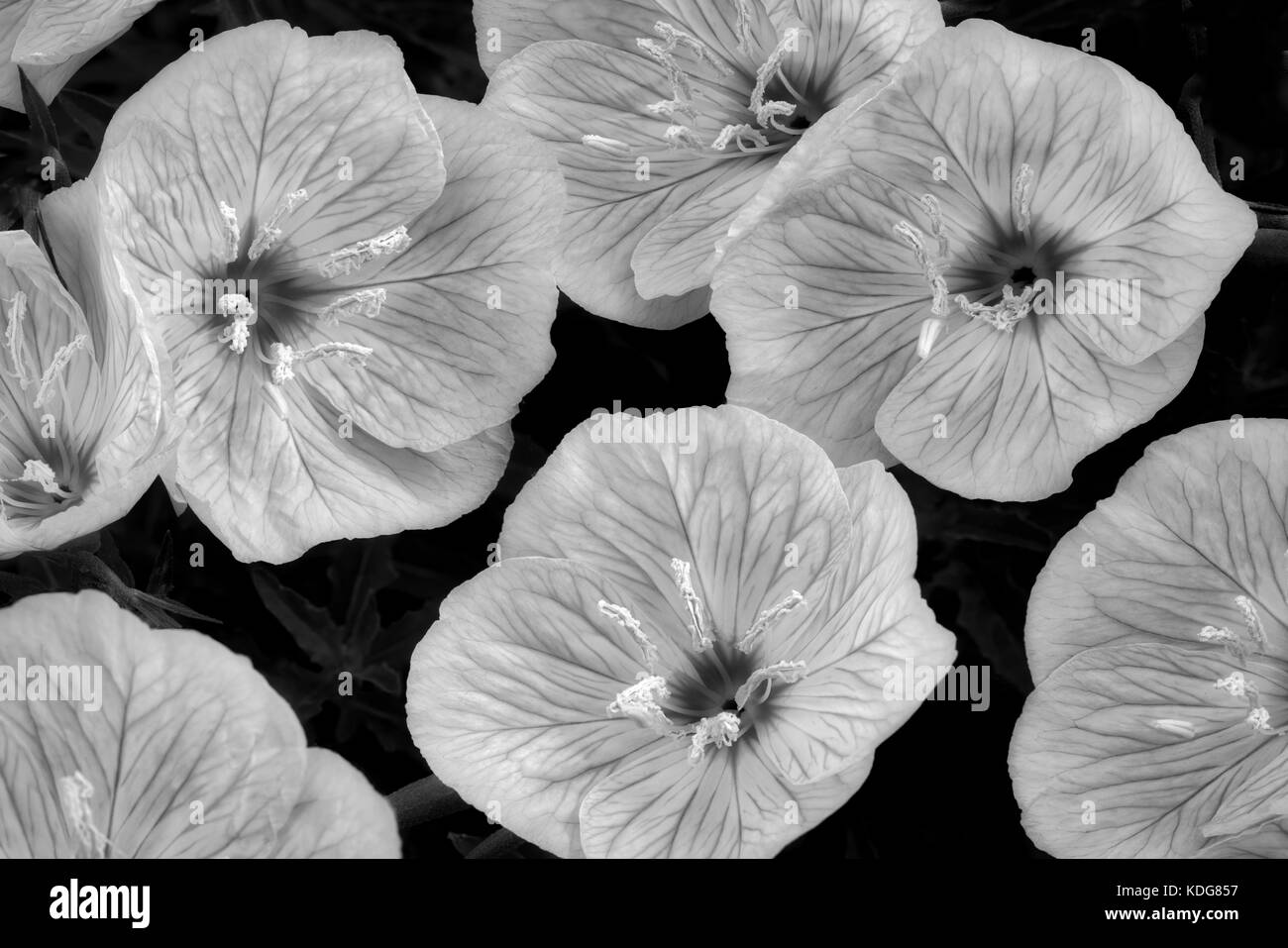 Primo piano della Primrose serale di Siskiyou (Oenothera siskiyou). Oregon Foto Stock