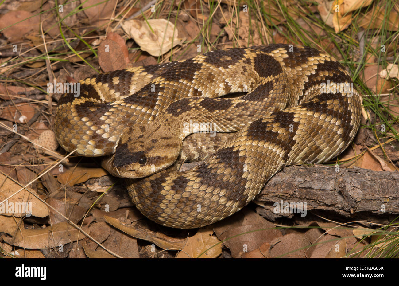 Western black-tailed rattlesnake (crotalus molossus) da cochise county, Arizona, Stati Uniti. Foto Stock