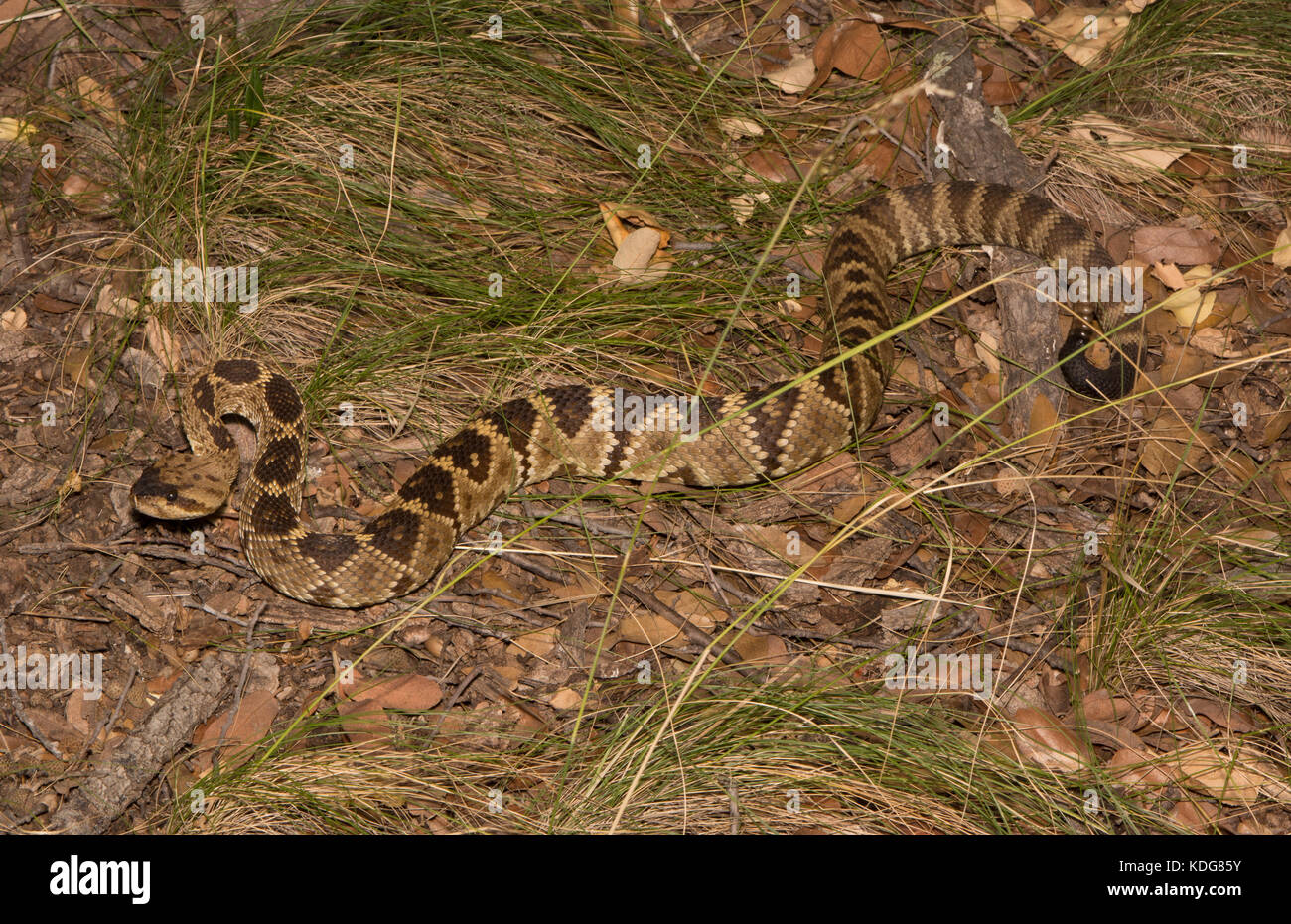 Western black-tailed rattlesnake (crotalus molossus) da cochise county, Arizona, Stati Uniti. Foto Stock