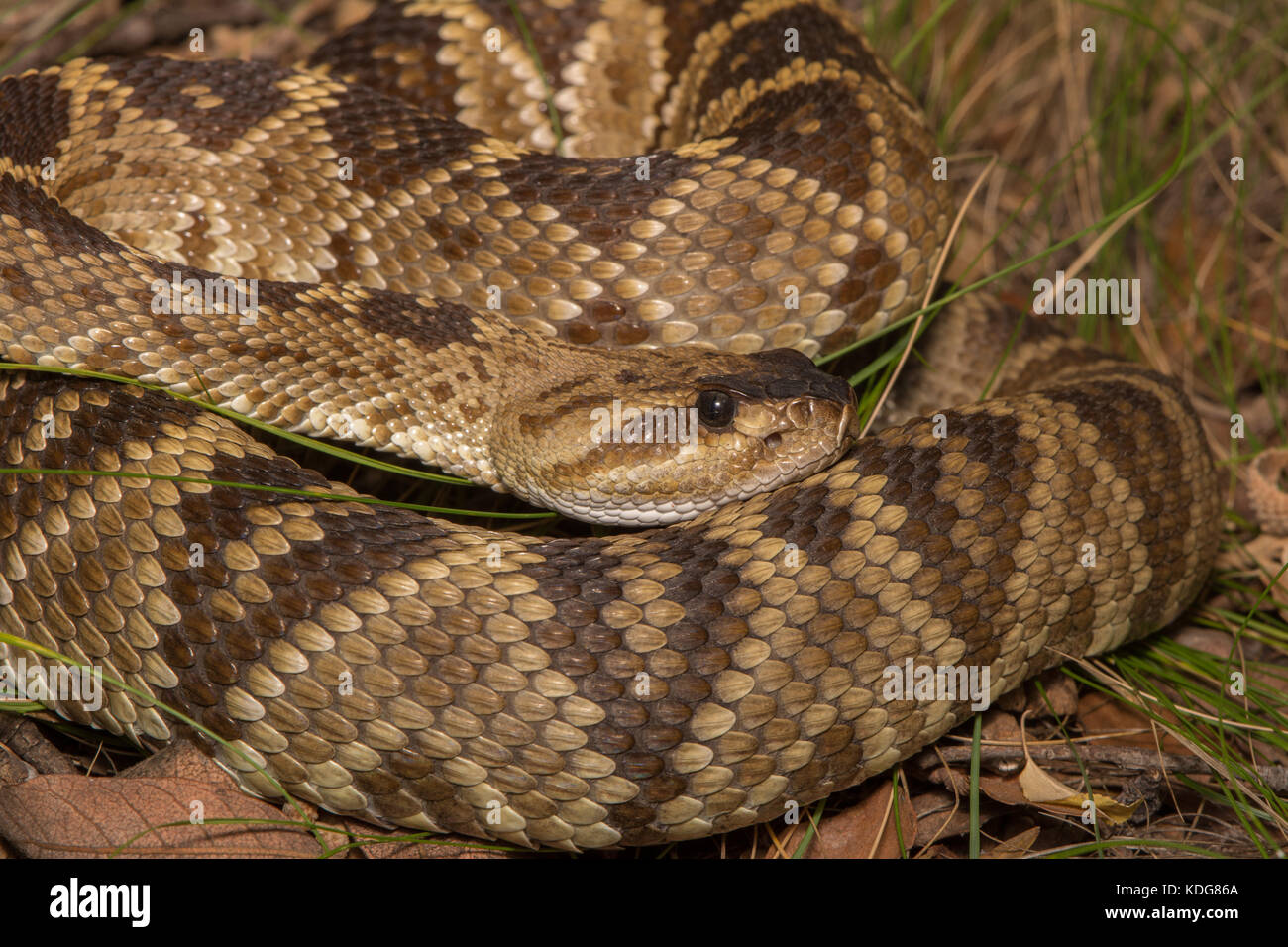 Western black-tailed rattlesnake (crotalus molossus) da cochise county, Arizona, Stati Uniti. Foto Stock