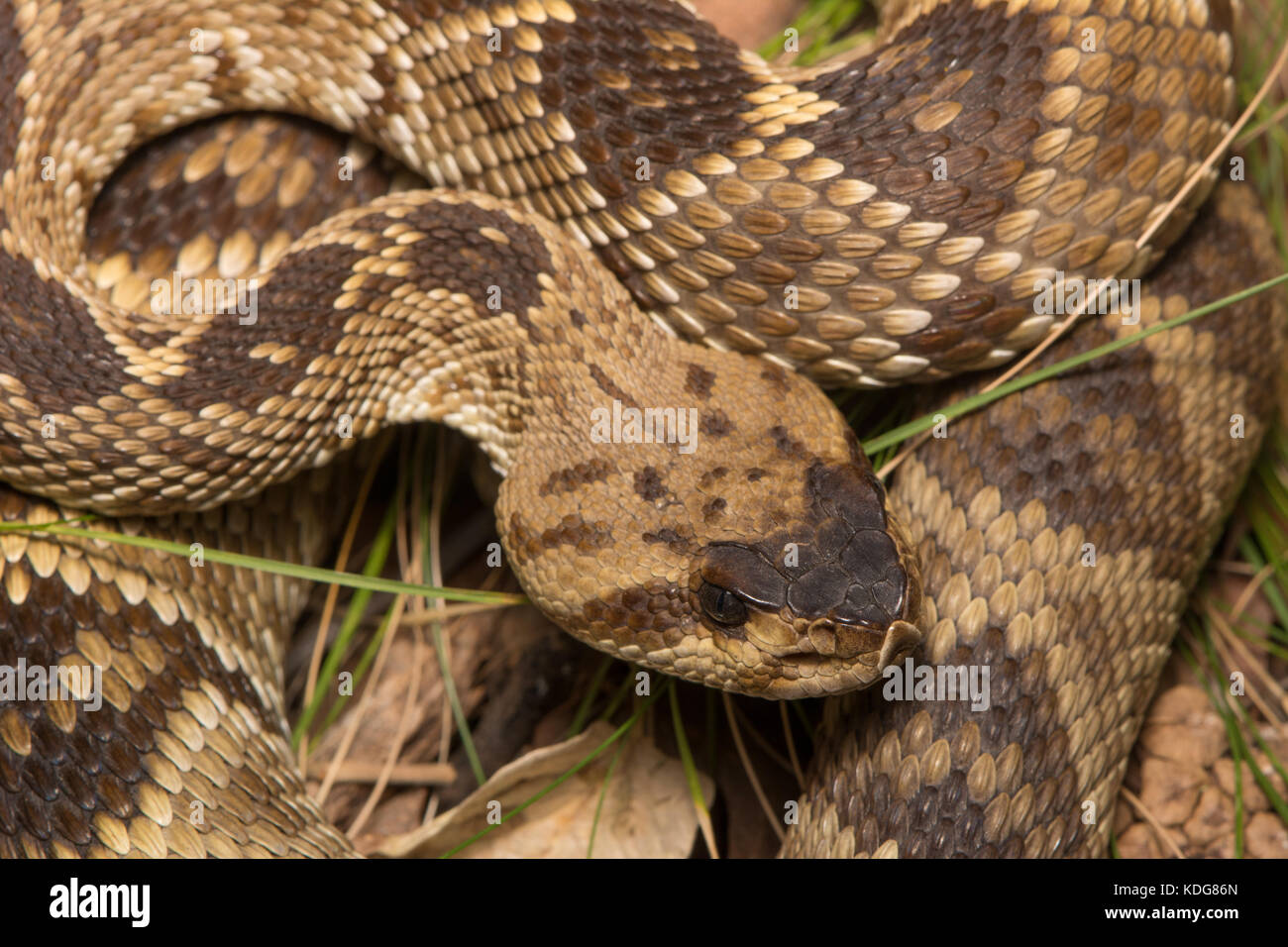 Western black-tailed rattlesnake (crotalus molossus) da cochise county, Arizona, Stati Uniti. Foto Stock