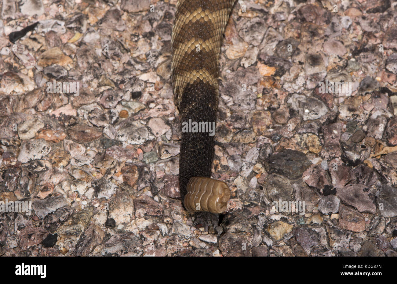 Western black-tailed rattlesnake (crotalus molossus) da cochise county, Arizona, Stati Uniti. Foto Stock