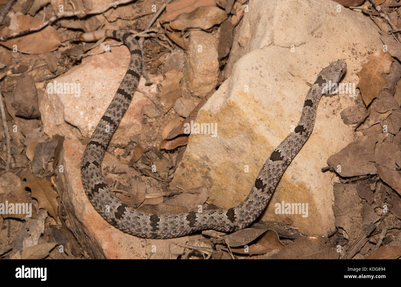 Nastrare rattlesnake rock (crotalus lepidus klauberi) da cochise county, Arizona, Stati Uniti. Foto Stock