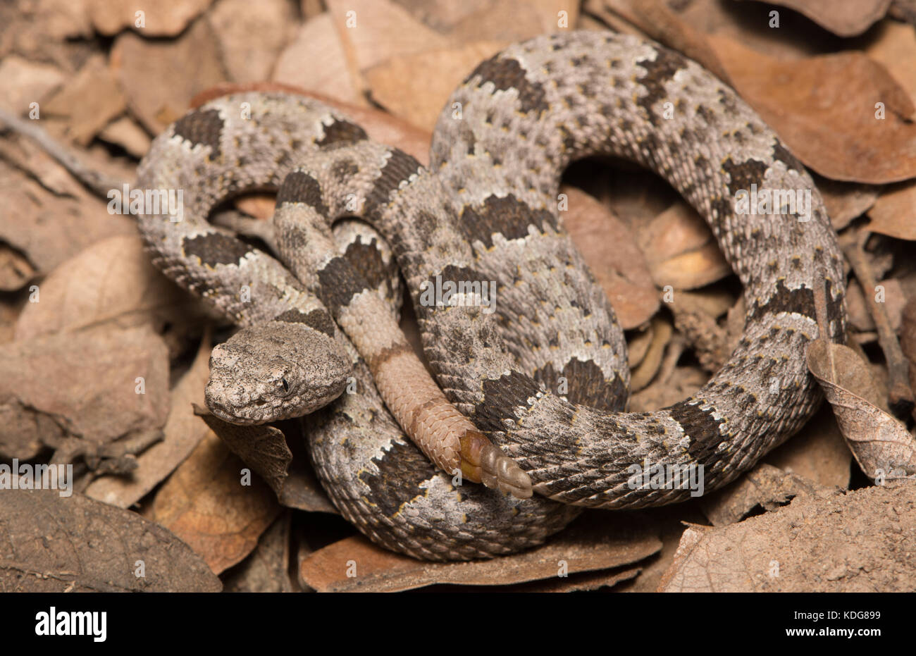 Nastrare rattlesnake rock (crotalus lepidus klauberi) da cochise county, Arizona, Stati Uniti. Foto Stock