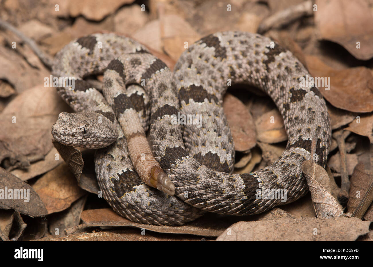 Nastrare rattlesnake rock (crotalus lepidus klauberi) da cochise county, Arizona, Stati Uniti. Foto Stock