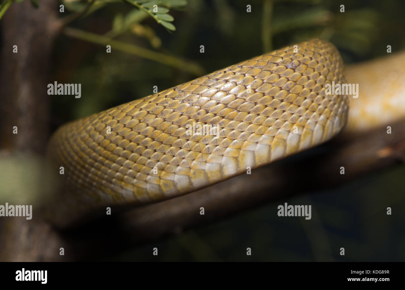 Northern Green Ratsnake (Senticolis triaspis intermedia) dalla contea di Cochise, Arizona, Stati Uniti. Foto Stock