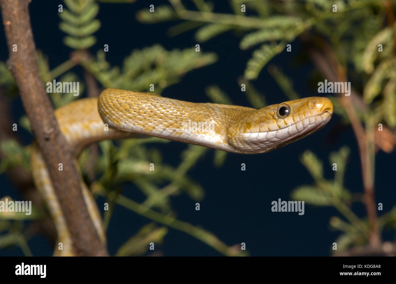 Northern Green Ratsnake (Senticolis triaspis intermedia) dalla contea di Cochise, Arizona, Stati Uniti. Foto Stock