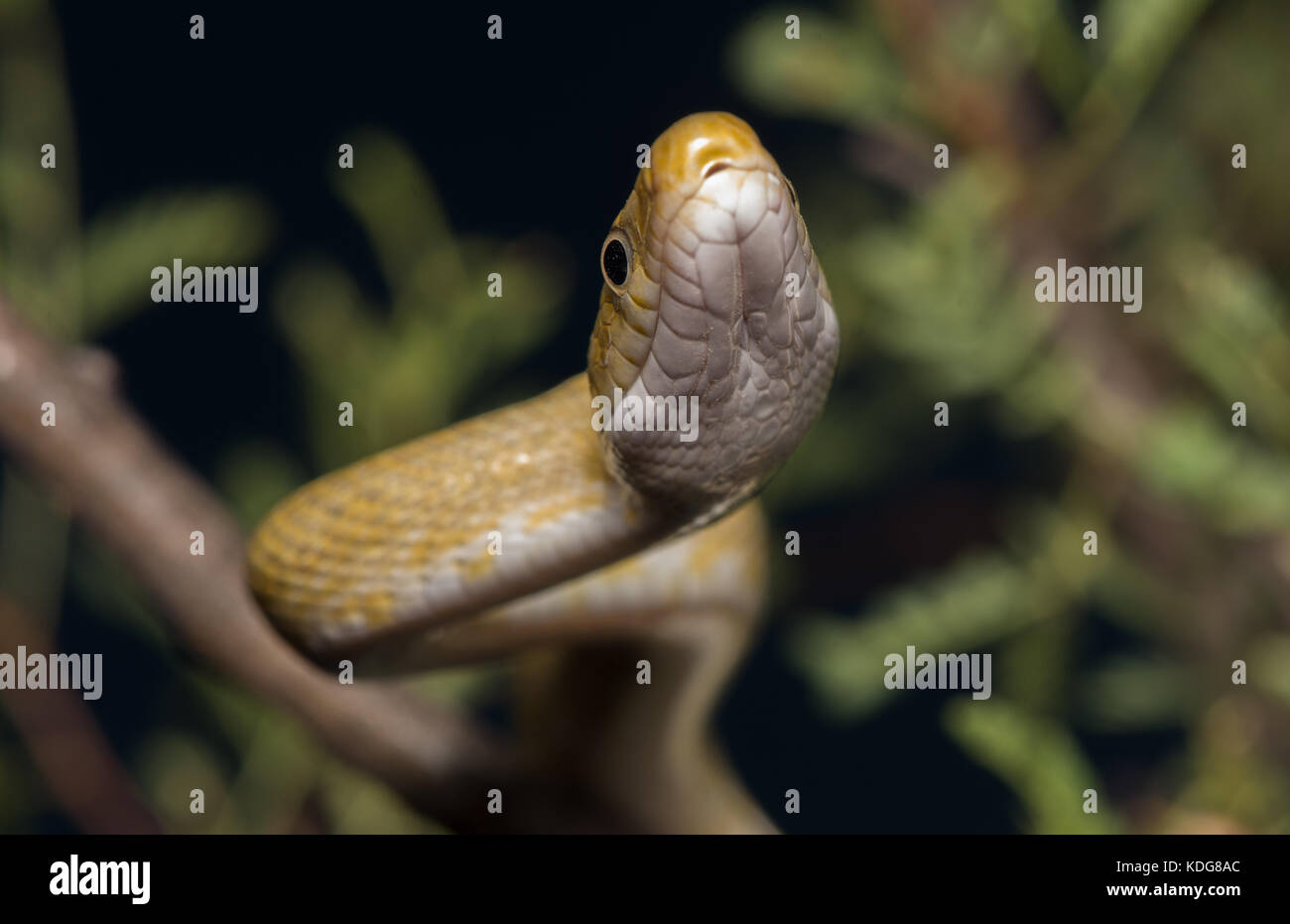 Northern Green Ratsnake (Senticolis triaspis intermedia) dalla contea di Cochise, Arizona, Stati Uniti. Foto Stock