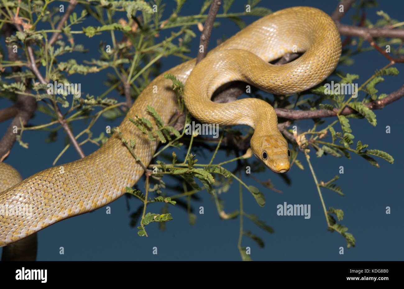 Northern Green Ratsnake (Senticolis triaspis intermedia) dalla contea di Cochise, Arizona, Stati Uniti. Foto Stock