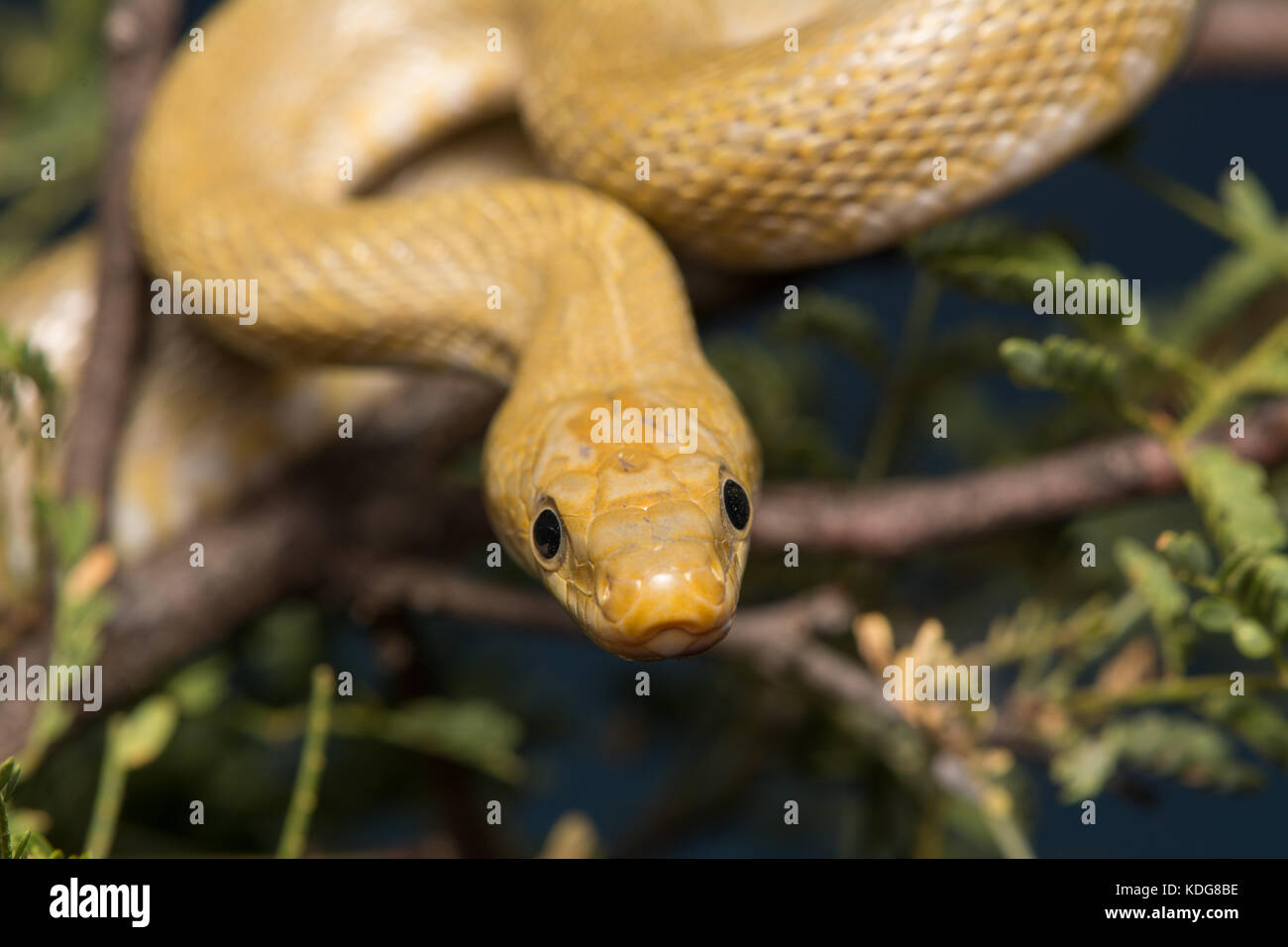 Northern Green Ratsnake (Senticolis triaspis intermedia) dalla contea di Cochise, Arizona, Stati Uniti. Foto Stock