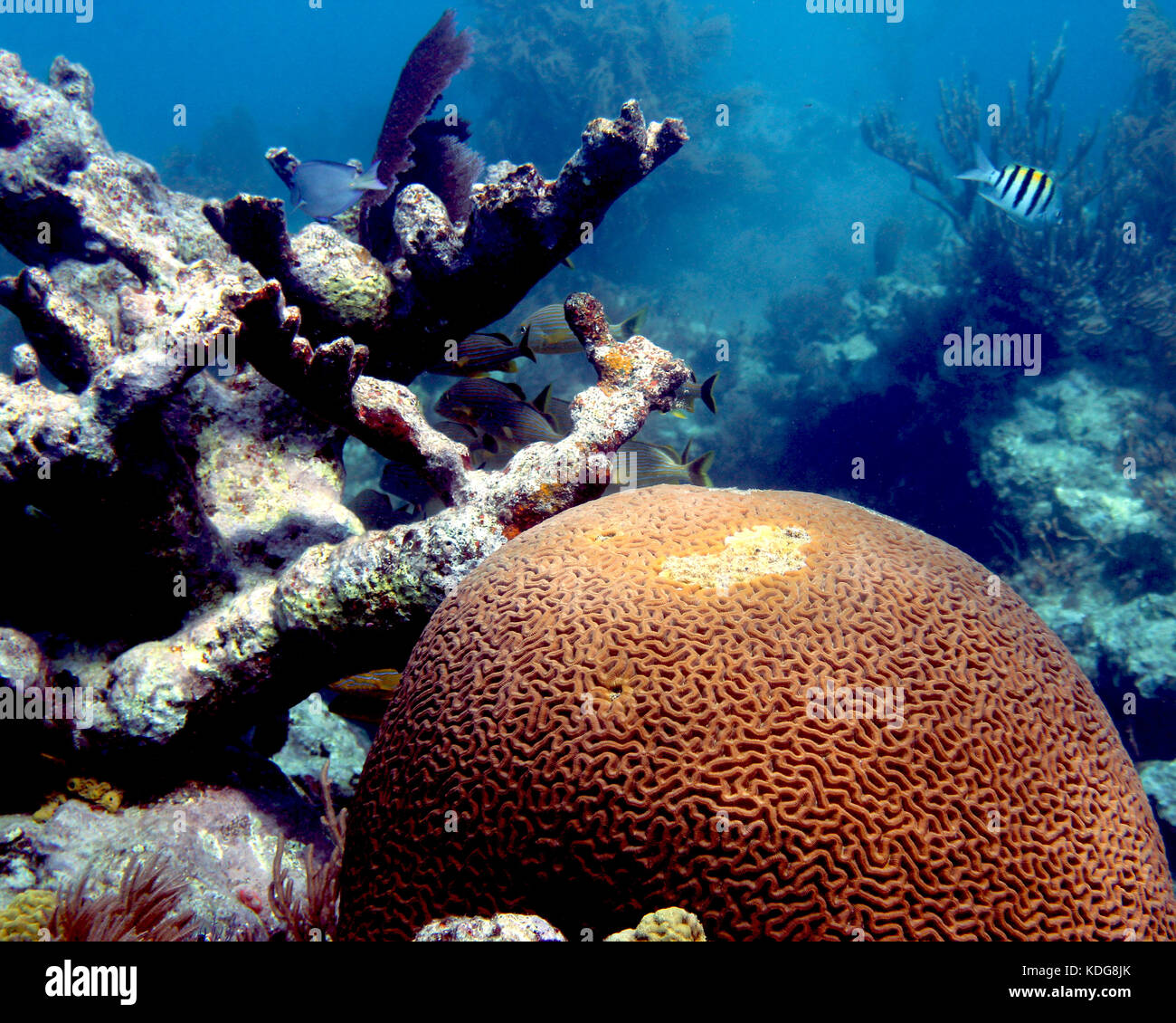 Cervello sfondo di corallo Foto Stock