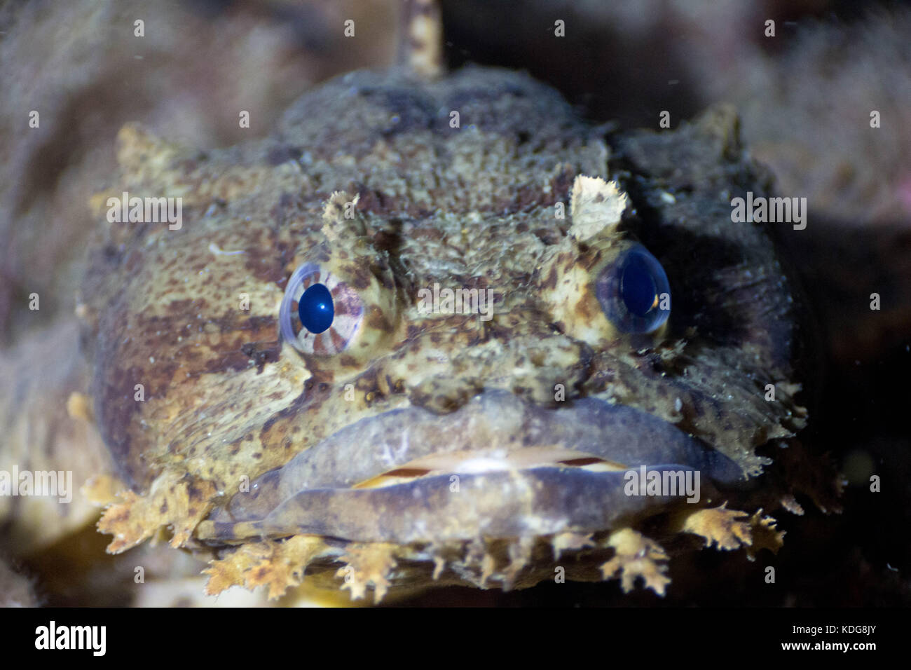 Labbra di pesce immagini e fotografie stock ad alta risoluzione - Alamy