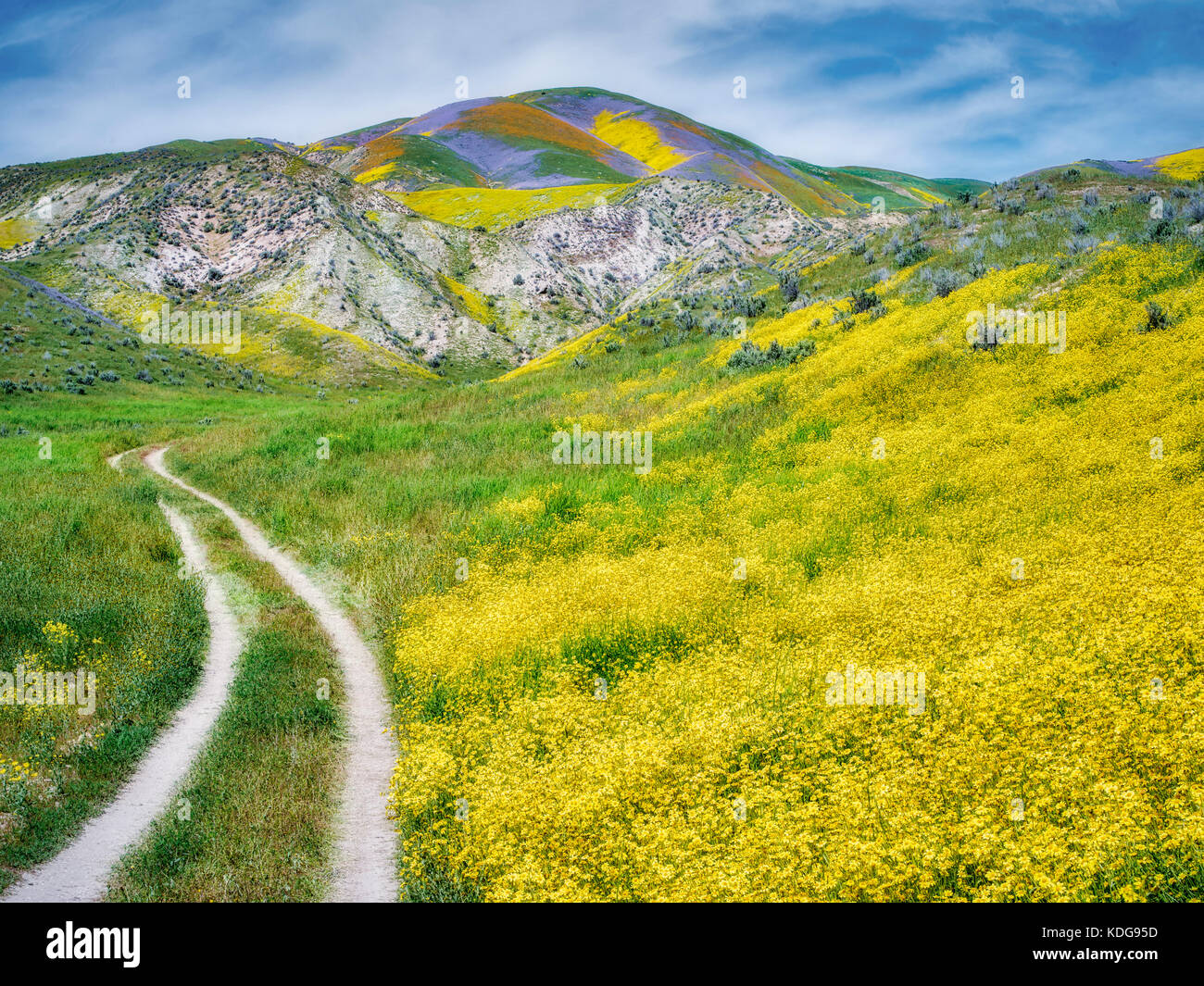 Campo di Hillside Daisies (Monolopia lanceolata) e strada sterrata Carrizo Plain National Monument, California Foto Stock