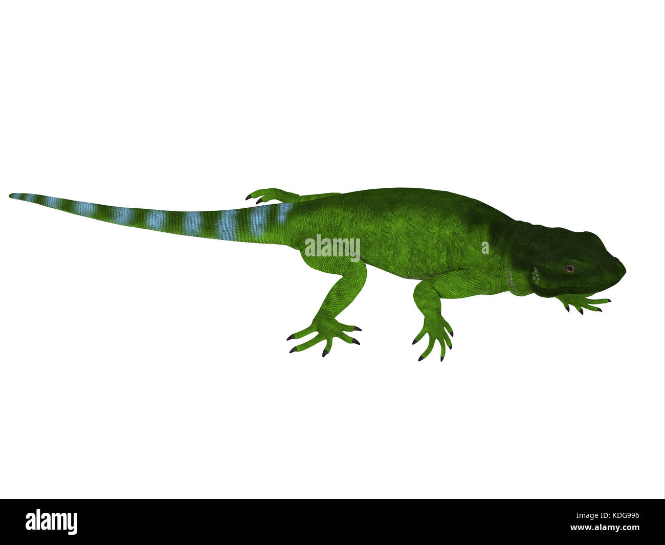 Il Chuckwalla è una grossa lucertola riscontrato principalmente in regioni aride del sud degli Stati Uniti e del Messico settentrionale. Foto Stock