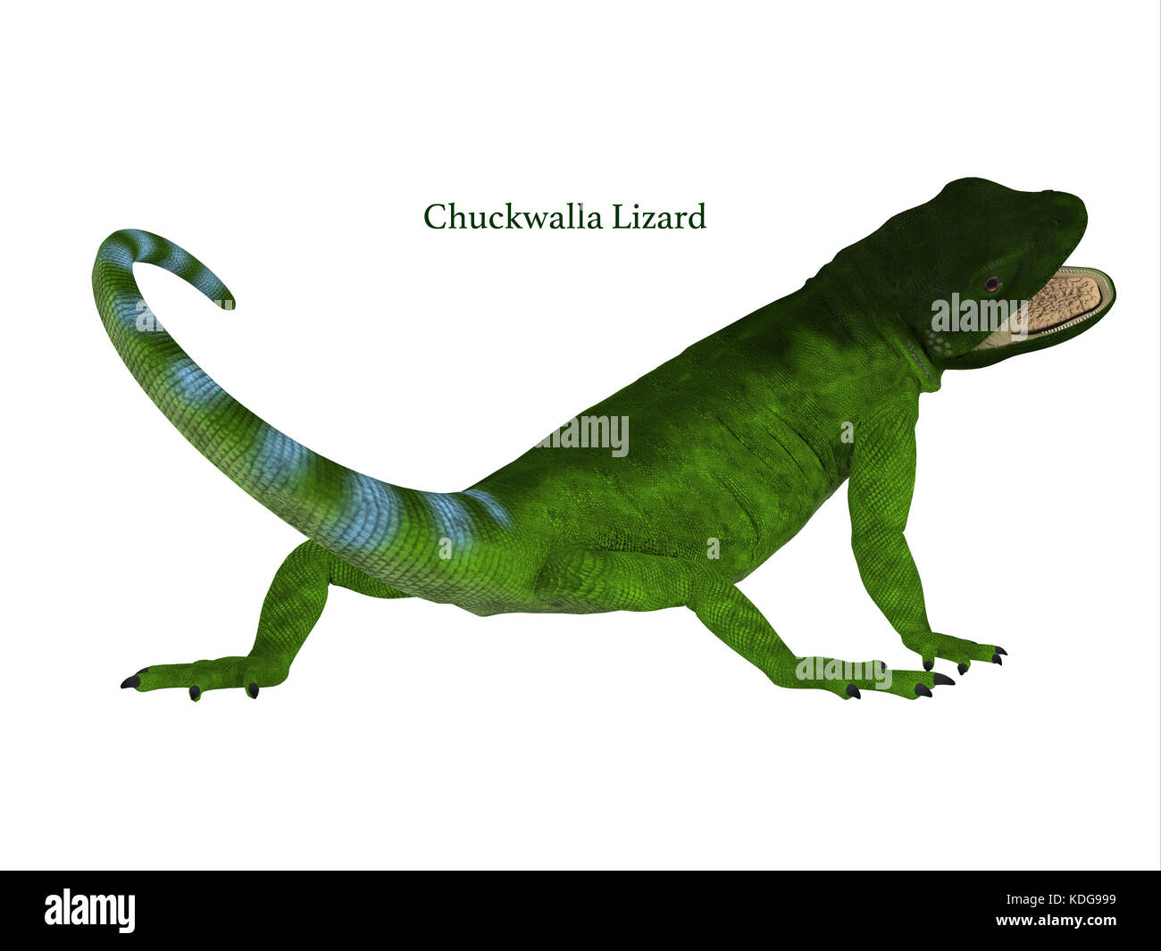 Il Chuckwalla è una grossa lucertola riscontrato principalmente in regioni aride del sud degli Stati Uniti e del Messico settentrionale. Foto Stock