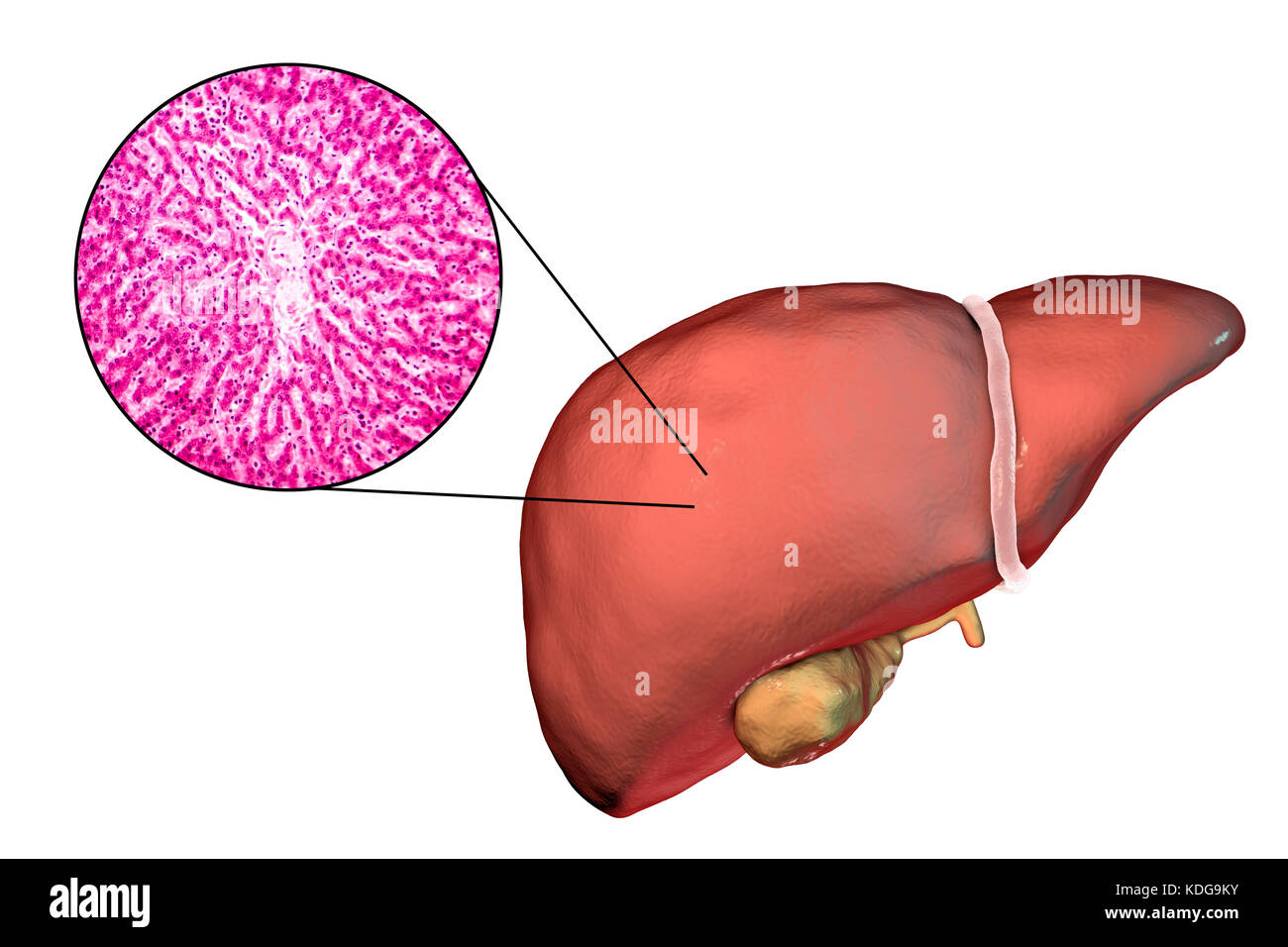 diagramma degli epatociti