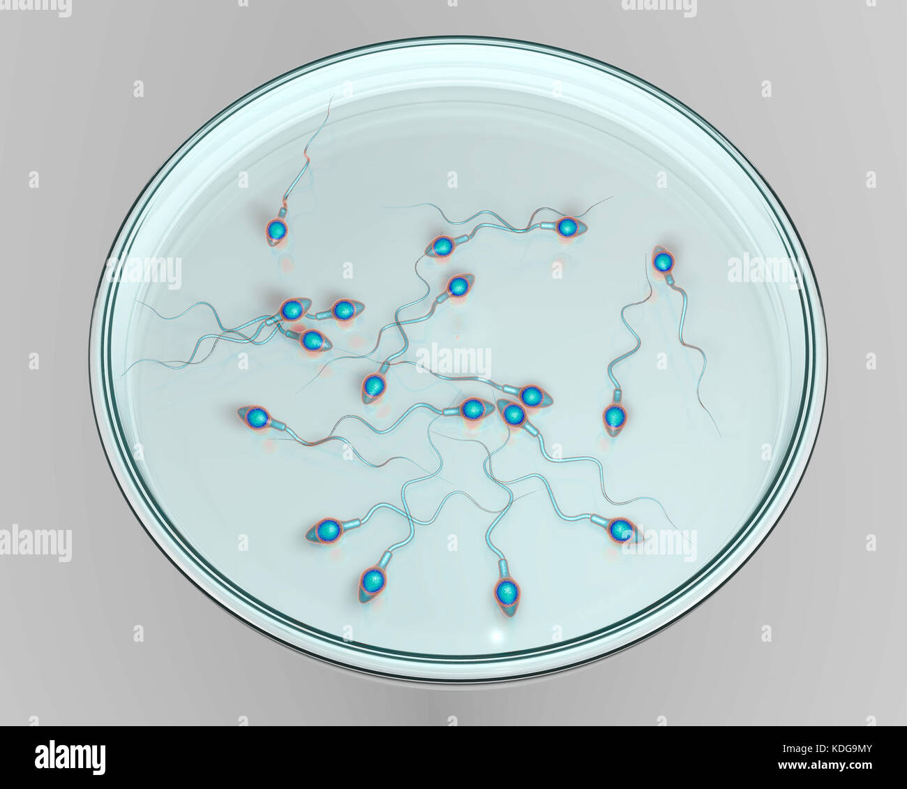 La fecondazione in vitro concetto. Computer illustrazione che mostra spermatozoans in una capsula di petri in attesa di essere usato per fertilizzare una cellula uovo. Foto Stock