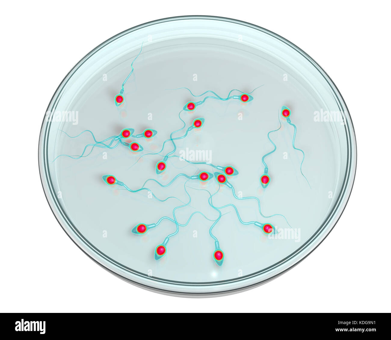 La fecondazione in vitro concetto. Computer illustrazione che mostra spermatozoans in una capsula di petri in attesa di essere usato per fertilizzare una cellula uovo. Foto Stock