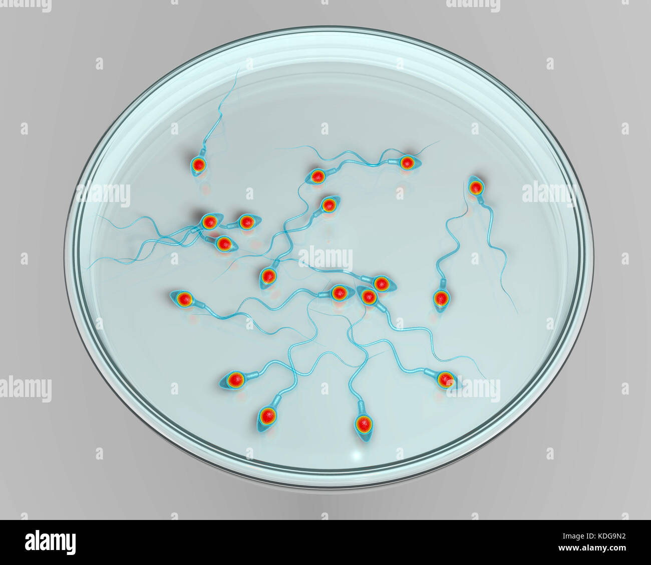 La fecondazione in vitro concetto. Computer illustrazione che mostra spermatozoans in una capsula di petri in attesa di essere usato per fertilizzare una cellula uovo. Foto Stock