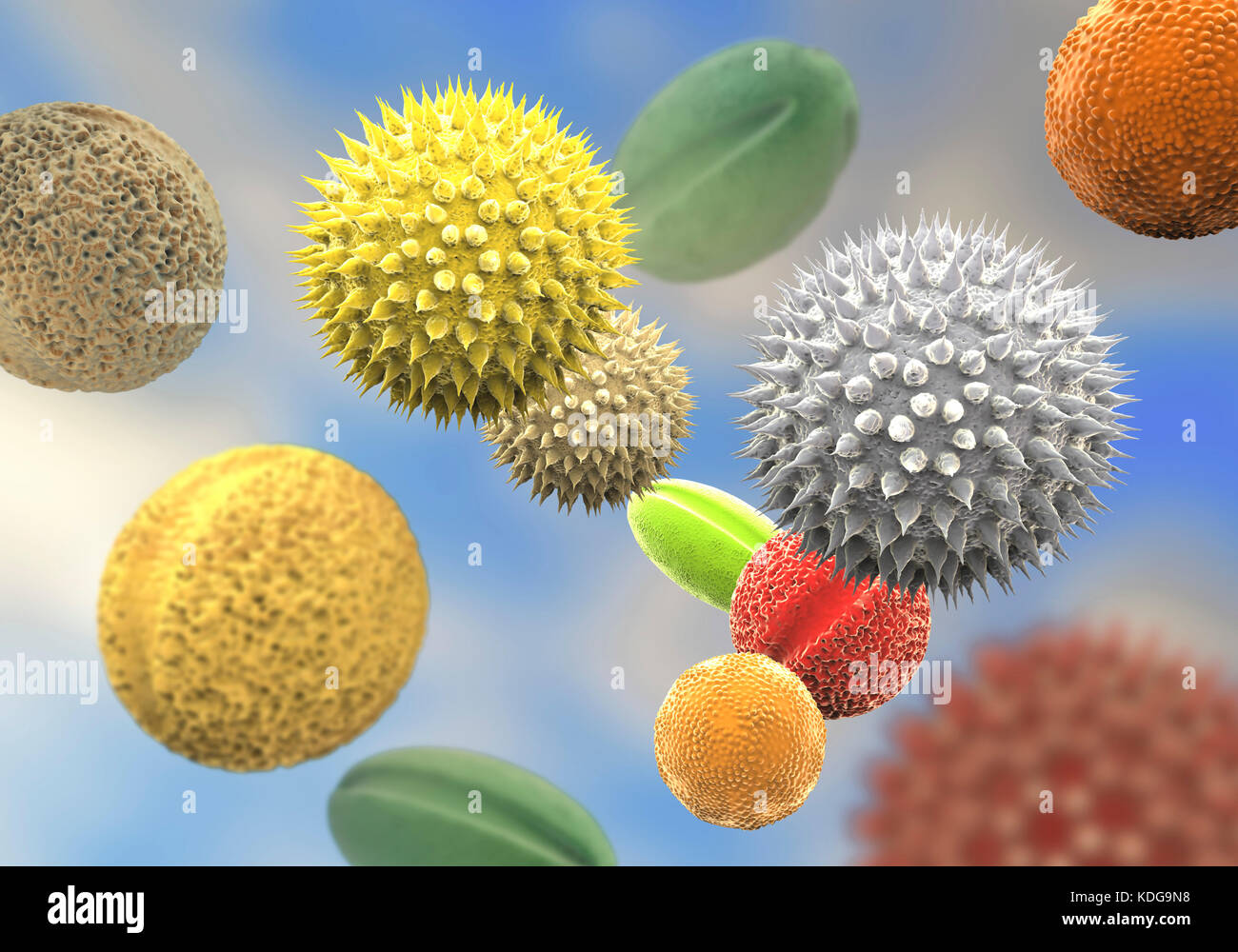 I grani di polline di piante differenti, illustrazione del computer. Granello di polline delle dimensioni, della forma e della consistenza della superficie differiscono da una specie vegetale ad un altro, come si è visto qui. La parete esterna (exine) del polline in molte specie vegetali è altamente scolpita che possono aiutare nel vento, acqua o dispersione di insetti. Questa scultura di polline è utilizzato anche dai botanici per riconoscere le specie di piante. Pori nella parete di polline aiutano nella regolazione delle acque e la germinazione. Questi maschi riproduttivi spore prodotte da piante a semi contengono i gameti maschili. Il polline fertilises La femmina uovo, con successiva formazione di semi di piante. Foto Stock