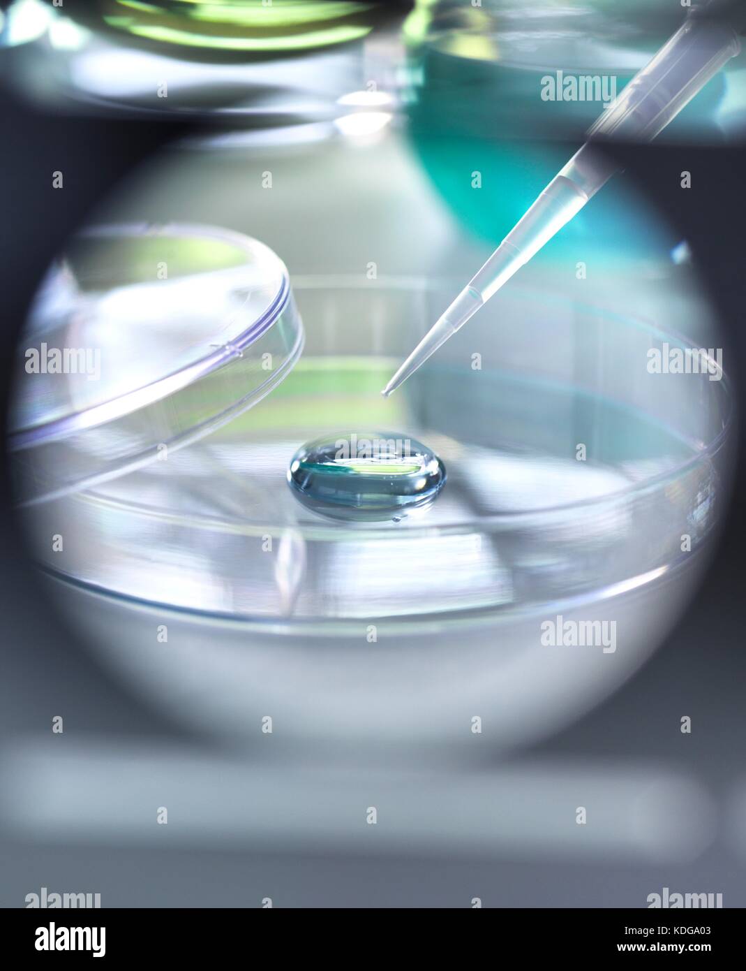 Pipetta aggiungendo una soluzione di un campione durante un esperimento in laboratorio. Foto Stock