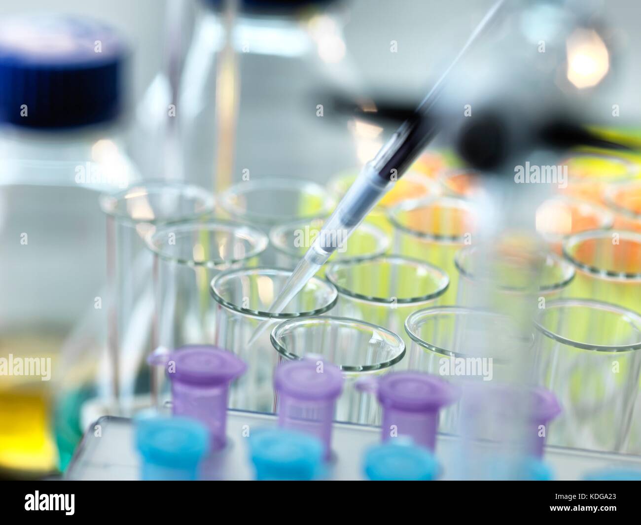 Il pipettaggio di campioni in provette durante un esperimento in laboratorio. Foto Stock