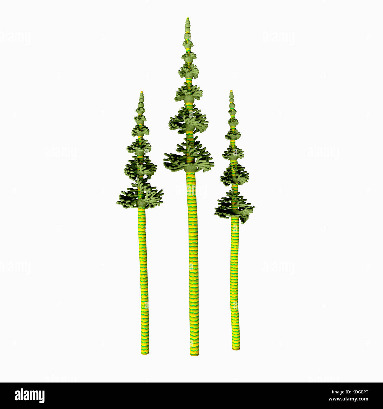 Alti pini carbonifero - il più presto conifere data per il periodo Carbonifero eventualmente derivanti dall'Cordaites, un genere di semi-cuscinetto Gondwana. Foto Stock