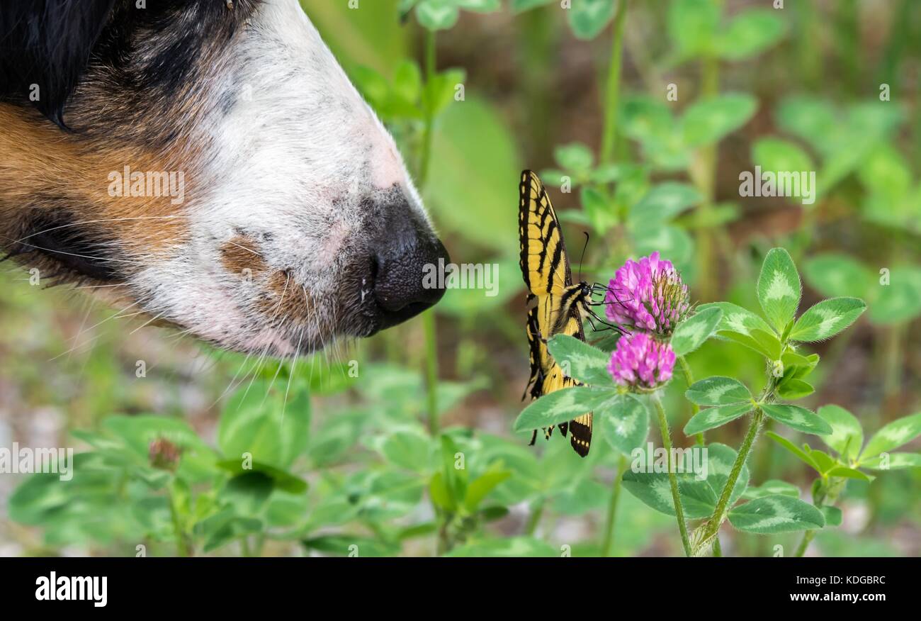 Cane e una farfalla Foto Stock