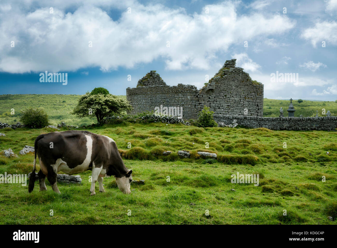 Carran rovine della chiesa con le mucche al pascolo. Il burren. County Clare, Irlanda Foto Stock