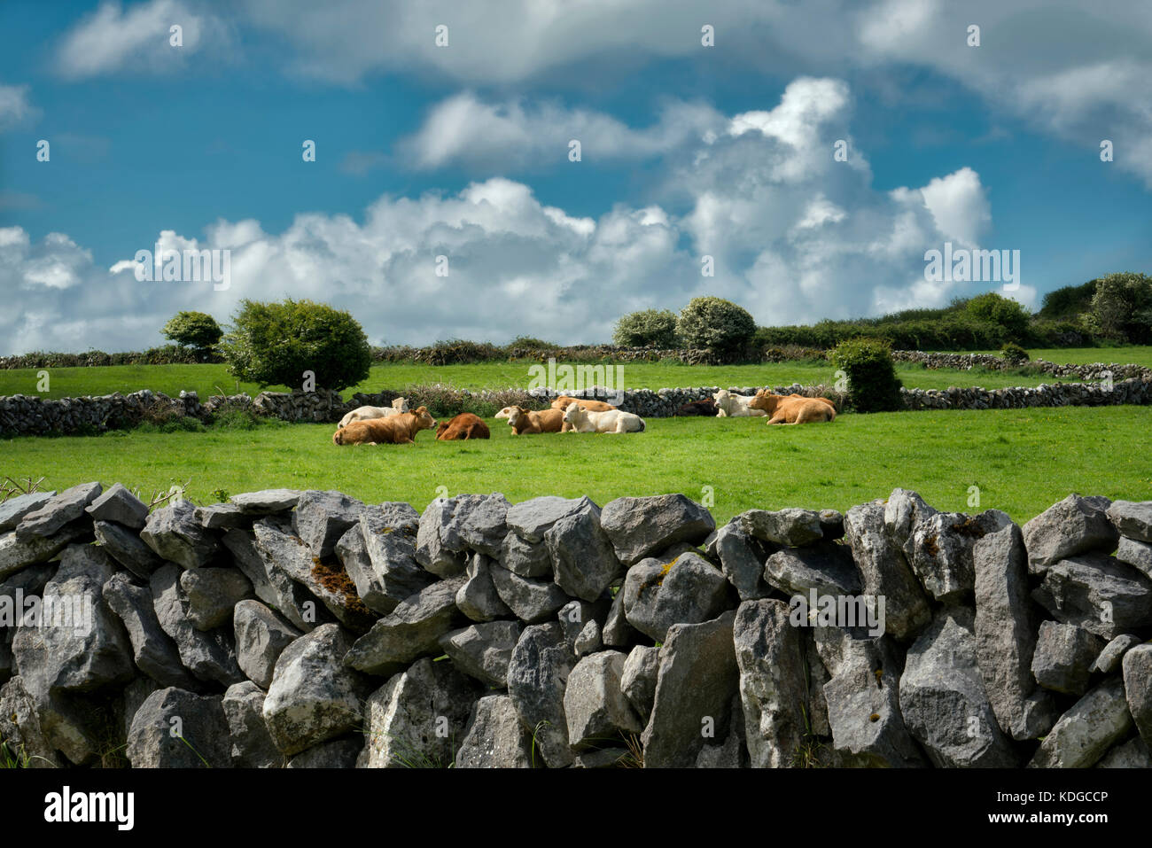 Mucche in pascolo con recinzione in pietra. Il Burren, Contea di Clare, Irlanda Foto Stock