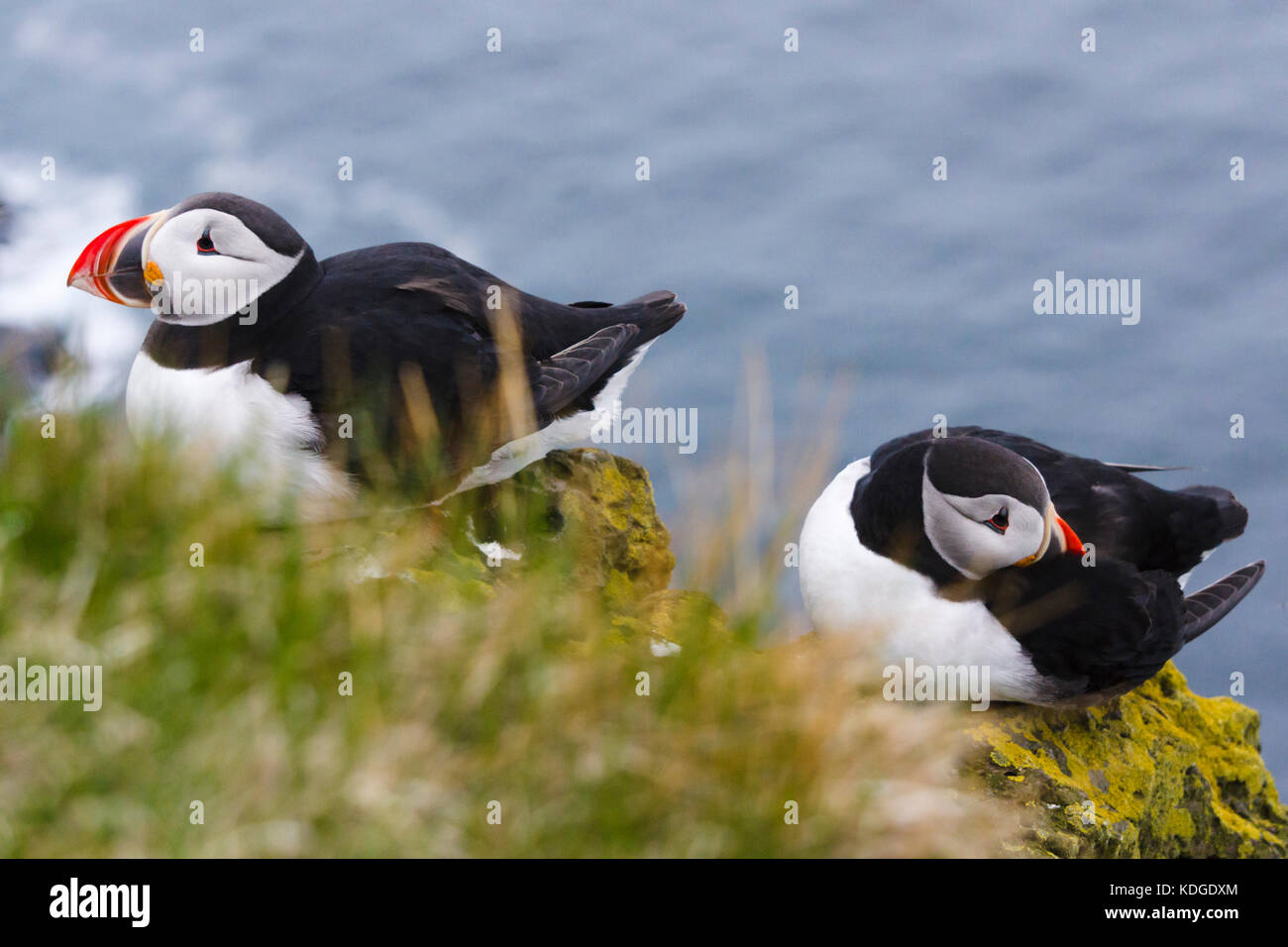 Puffins, scogliere di uccelli Látrabjarg, Westfjords, Islanda Foto Stock